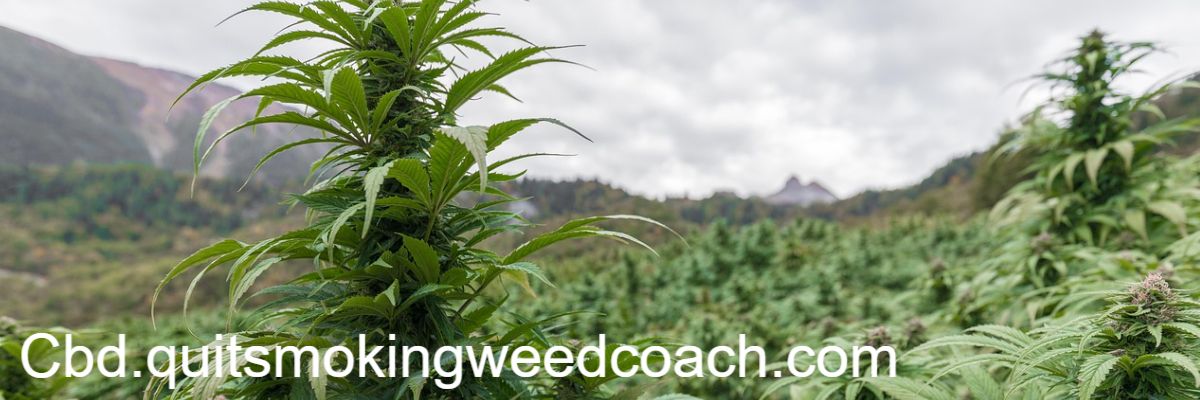 cbd.quitsmokingweedcoach.com